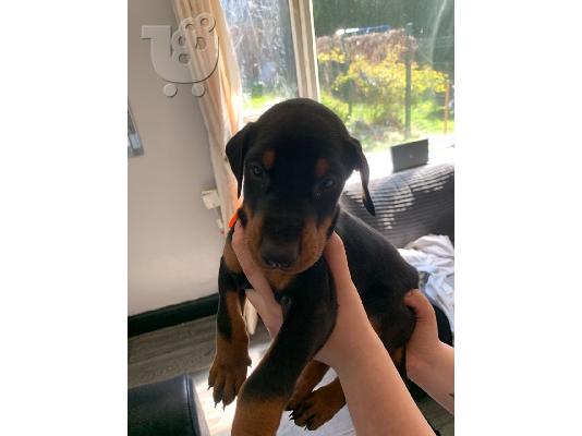 PoulaTo: Doberman Pups